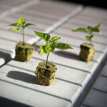 Carolina Reaper Pepper Plants - The Pepper Pantry (Formerly Marie Sharp's)